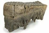 Woolly Mammoth Molar - Siberia #232725-1